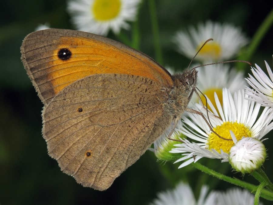 Maniola jurtina (Linnaeus, 1758)